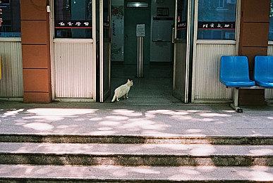 任天堂发布动画短片 玩家认为是暗示《皮克敏》新作