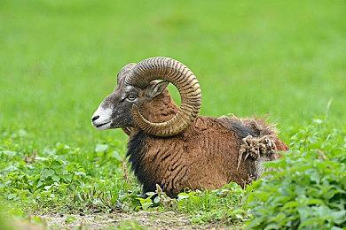 城市建造游戏《Dystopika》发布游戏特色预告